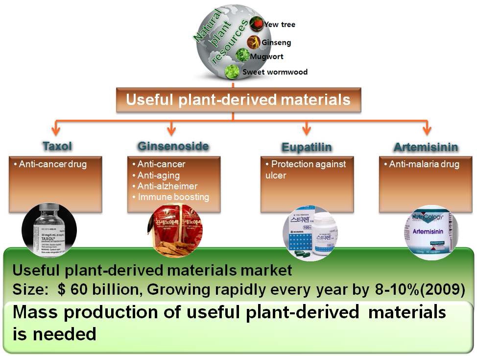 그림 1. 추출을 통해 생산되는 식물유래 유용물질의 종류 및 대량생산 기술 개 발의 필요성