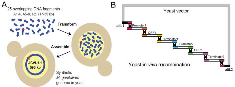 Figure 3. A schematic illustration of one-step assembly of multiple DNA fragments in yeast through in vivo recombination