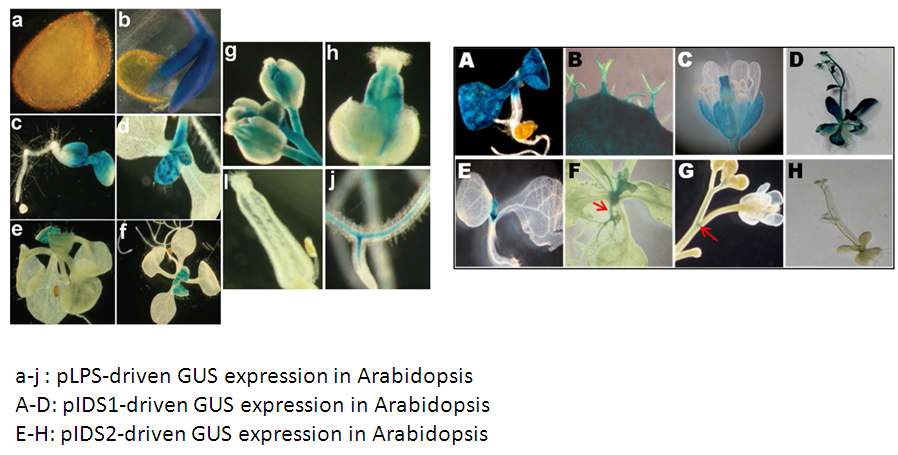 Figure 7. Promoter-driven GUS expression in Arabidopsis model.