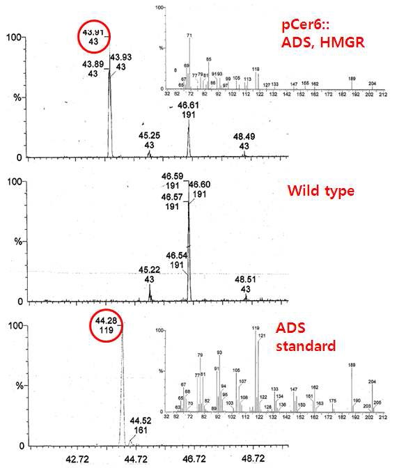 Figure 9. Selective ion mass total ion chromatogram of leaf extract transiently expressing ADS and HMGR. Upper: Leaf extract coninfiltrated with pCer6::ADS and pCer6::HMGR. Middle: Wild type plant extract. Lower: ADS standard.