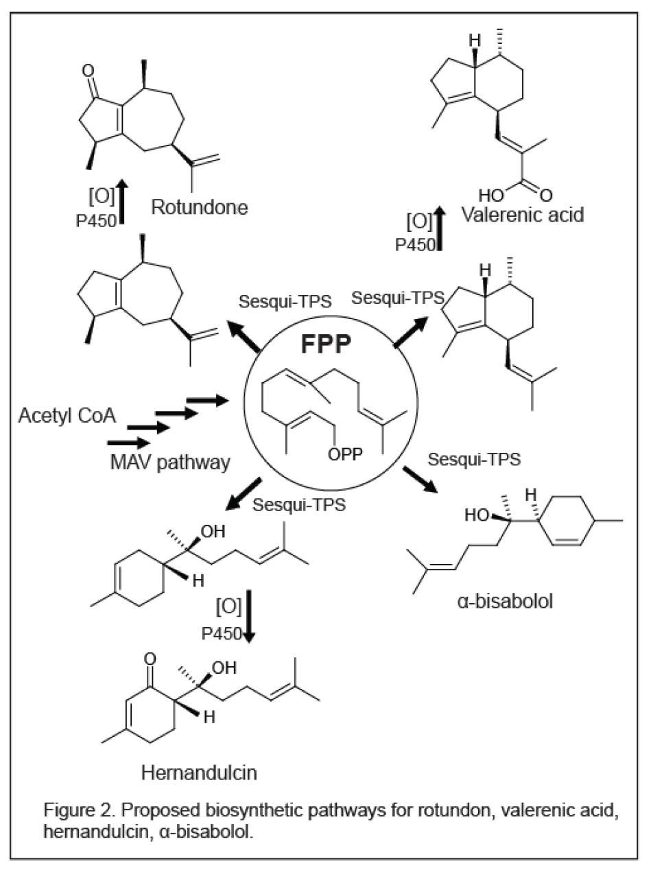 Figure 2. Proposed biosynthetic pathways for rotundon, valerenic acid, gernandulcin, a-bisabolol