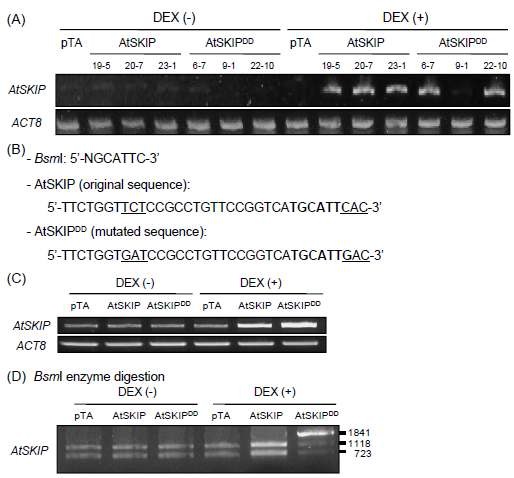 그림 1. AtSKIP 및 AtSKIPDD 형질전환체 동정