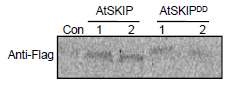 그림 2. AtSKIPDD 단백질의 인산화 분석.