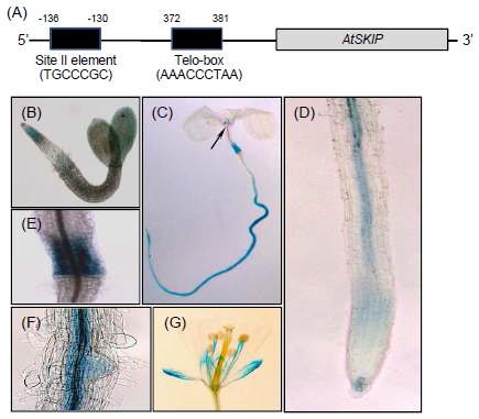 그림 3. 식물 조직 내 AtSKIP 발현 분석