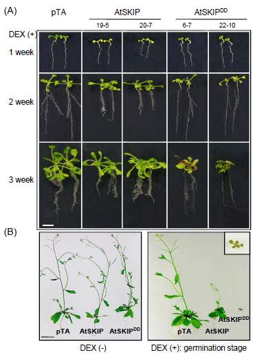 그림 4. AtSKIP 및 AtSKIPDD 형질전환체간의 식물조직 발달 및 생장 비교 분석
