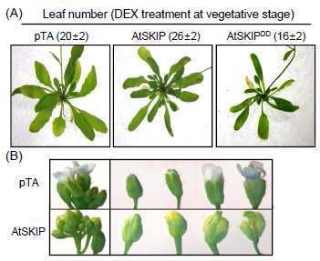 그림 5. 식물 vegetative 발달단계의 AtSKIP 및 AtSKIPDD 형질전환체들간의 표현 형 비교 분석
