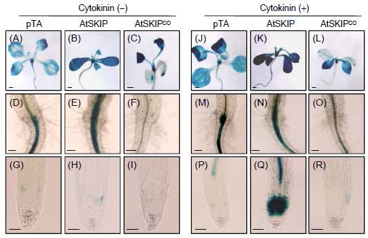 그림 9. pTA, AtSKIP 및 AtSKIPDD genotypes들간의 사이토키닌 신호 전달 분석.