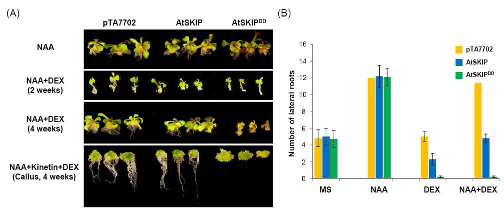 그림 10. 옥신에 대한, pTA7702, AtSKIP 및 AtSKIPDD 형질전환체들의 뿌리 생장 및 발달 비교