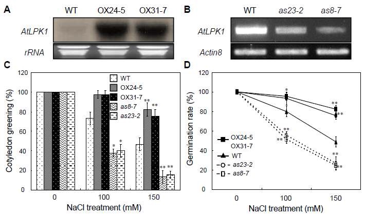 그림 17. 고염 스트레스에 대한 AtLPK1 과발현 형질전환체의 내성 조사