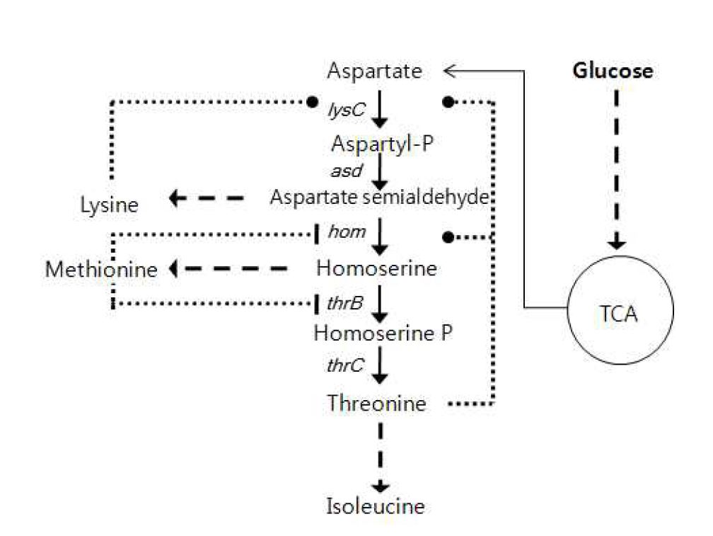 Figure 1. 코리네박테리움 세포의 쓰레오닌 생합성 대사과정 및 조절작용
