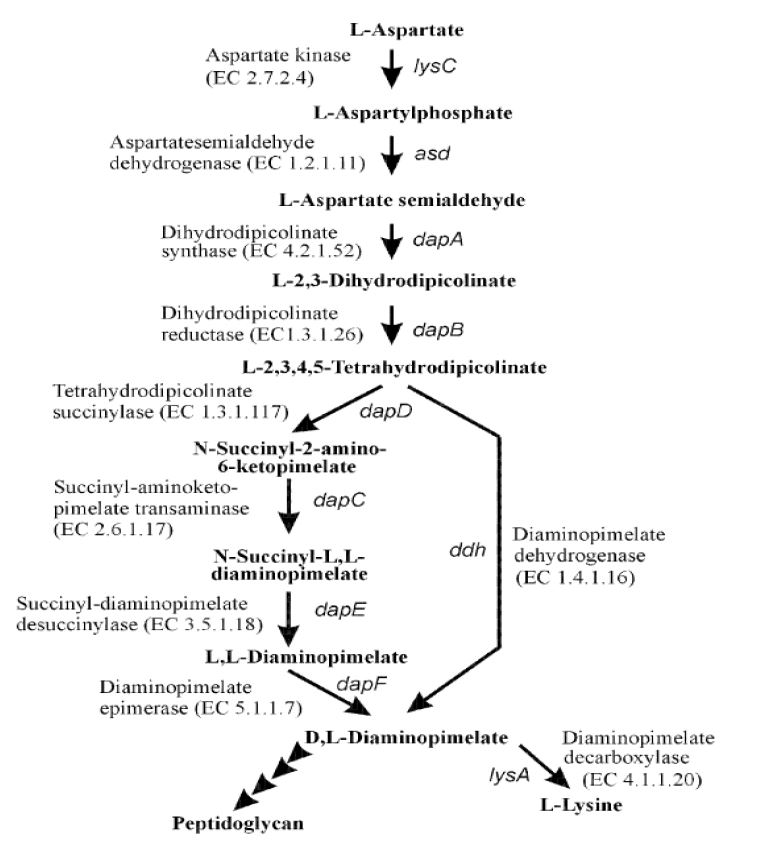 Figure 2. 코리네박테리움의 L-threonine 생합성 대 사과정으로부터 L-lysine 생합성의 분지점