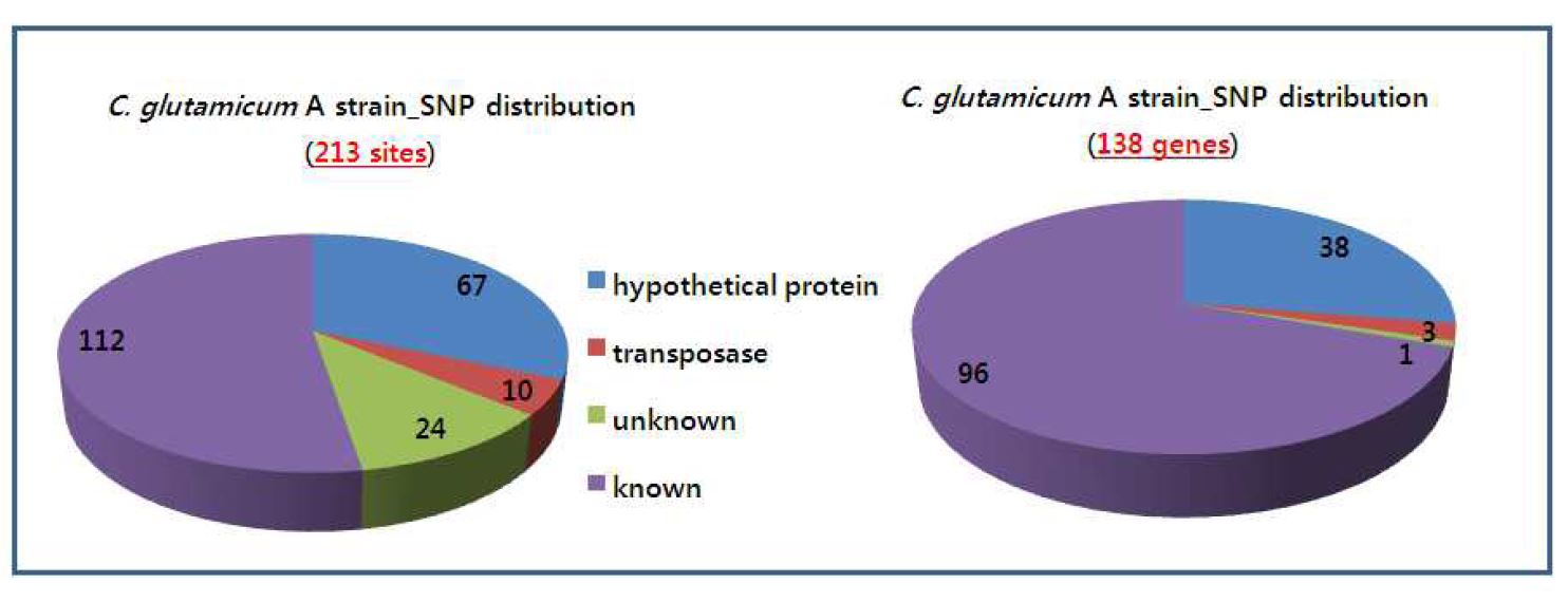 Figure 2. SNP distribution of L-lysine C. glutamicum