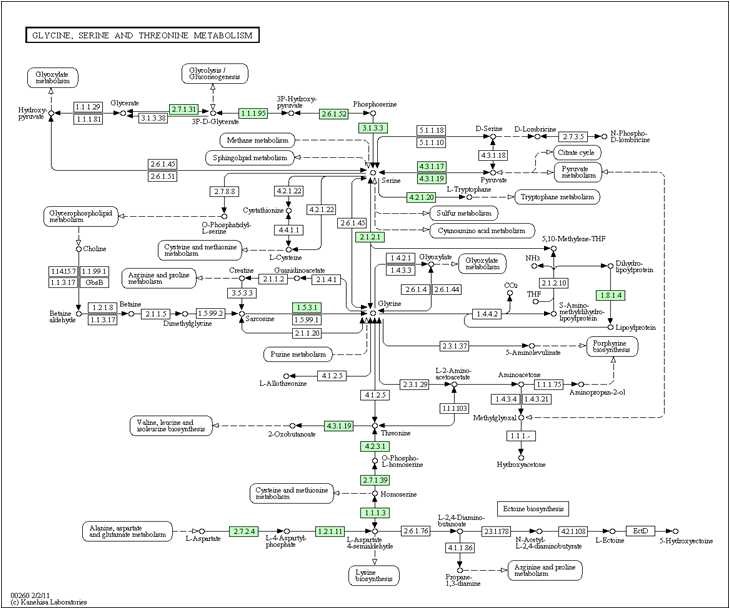 Figure 4. Glycine, Serine and threonine metabolic pathway of C. glutamicum