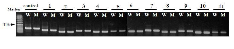 Figure 5. RT-PCR assays. W, C. glutamicum ATCC 13032; M, C. glutamicum ATCC 21300; Control, 16s rRNA 1, 6-phosphogluconate dehydrogenase (gnd); 2, alpha-ketoglutarate decarboxylase (kgd) ; 3, glucose-6-phosphate 1-dehydrogenase (zwf); 4, isocitrate dehydrogenase (icd); 5, L-lysine permease (lysI); 6, phosphoenolpyruvate carboxylase (ppc); 7, phosphoenolpyruvate:sugar phosphotransferase system ENZYMEI (ptsI); 8, pyruvate carboxylase (pyc); 9, pyruvate dehydrogenase subunit E1 (aceE); 10, pyruvate kinase (pyk); 11, Zn-dependent alcohol dehydrogenase (adhA). Markers, 1kb-ladder.