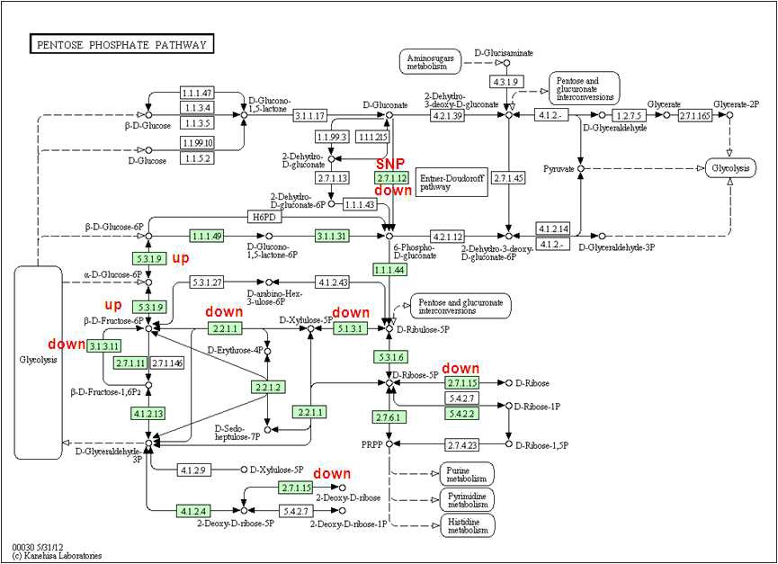 Figure 8. 코리네박테리움 L-lysine 생산균주의 pentose phosphate pathway관련 유 전자 발현 양상