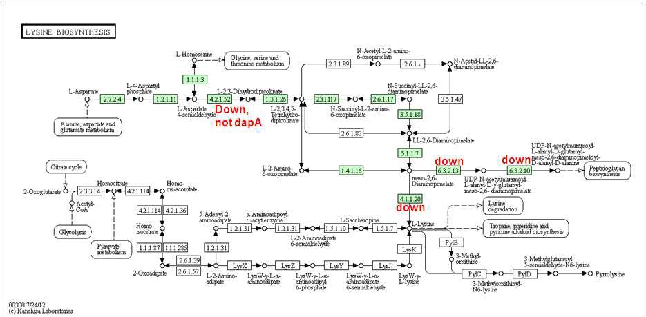 Figure 9. 코리네박테리움 L-lysine 생산균주의 lysine biosynthesis pathway관련 유전 자 발현 양상