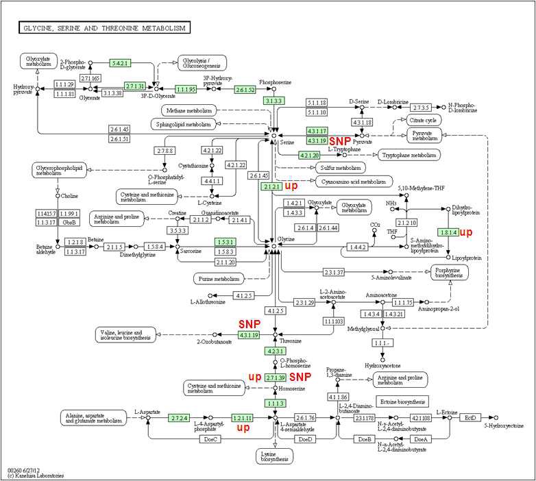 Figure 10. 코리네박테리움 L-lysine 생산균주의 glycine, serine, threonine대사관련 유전자 발현 양상