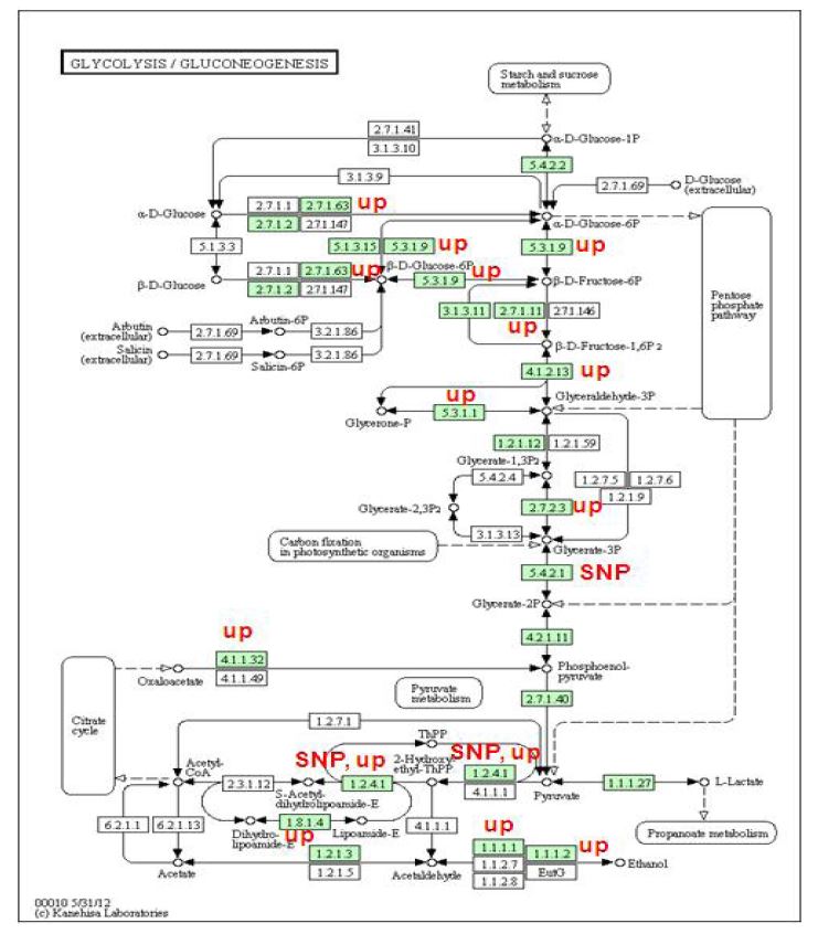 Figure 11. 코리네박테리움 L-lysine 생산균주의 glycolysis/ gluconeogenesis 대사관련 유전자 발현 양상.