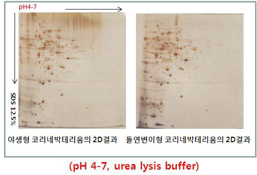 Figure 12. 코리네박테리움 야생형 및 L-lysine 생산균주의 단백질 추 출 및 2DE전기영동