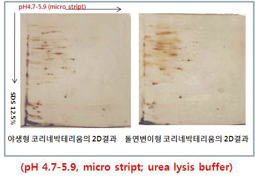 Figure 13. 코리네박테리움 야생형 및 L-lysine 생산균주의 단백질 추출 및 2DE전기영동