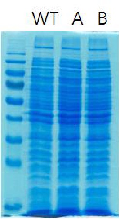 Figure 14. 코리네박테리움 L-lysine 생산균 주의 단백질 추출 및 SDS-PAGE전기영동