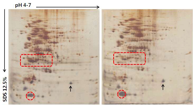 Figure 15. 코리네박테리움 야생형 및 L-lysine 생산균주의 단백질 추출 및 2DE 전기영동
