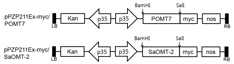 그림 2. POMT7 및 SaOMT-2 유전자 과발현 벡터 제작.