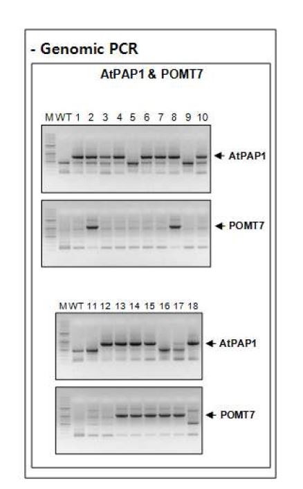 그림 6. POMT 및 AtPAP 유전자가 동시에 도입된 형질전환 담배 식물 체의 분석