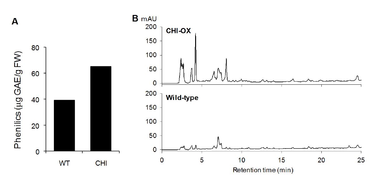그림 8. AtCHI 과발현 형질전환 식물체 추출물의 페놀계 화합물 함량 (A) 및 HPLC 분석 (B).
