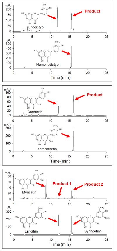 그림 13. 플라보노이드 화합물을 기질로 사용한 SlOMT3 효소 반응 산물의 동정