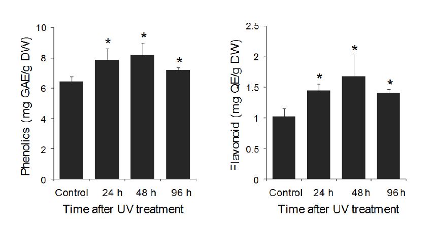 그림 15. 자외선 처리 후 벼 잎에서의 페놀계 및 플라보 노이드 화합물 함량 분석