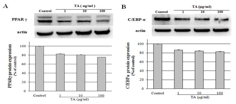 Fig.4. 밀순에서 분리한 기능성물질 TA-29A이 지방전구세포 3T3-L1에서 인슐린의존적 전사인자 PPARγ (A)및 C/EBPα (B) 단백질 발현에 미치는 억제효과. 세포를 분화유도제 존재하에 2일간 배양하여 Western Blot법으로 특이항체를 이용하여 PPARγ (A)및 C/EBPα (B)의 발현을 분석함.