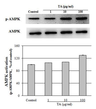 Fig.5. 밀순에서 분리한 기능성물질 TA-29A이 지방전구세포 3T3-L1에서 AMPK 인산화에 미치는 활성효과. 세포를 분화유도제 존재하에 4일간 배양하여 Western Blot법으로 특이항체를 이용하여 AMPK 단백질 발현수준 및 인산화 수준을 분석함.