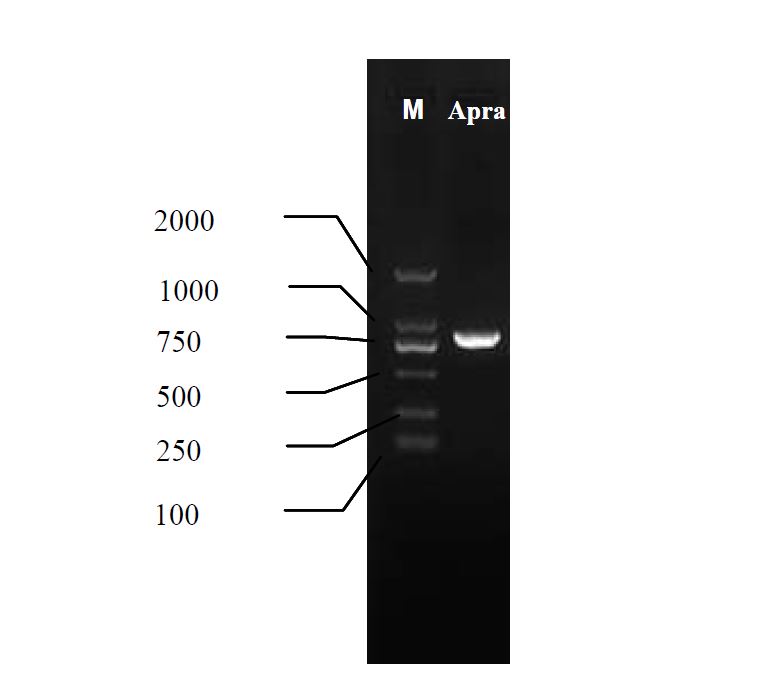 Apramycin 저항성유전자의 삽입을 PCR을 통하여 확인