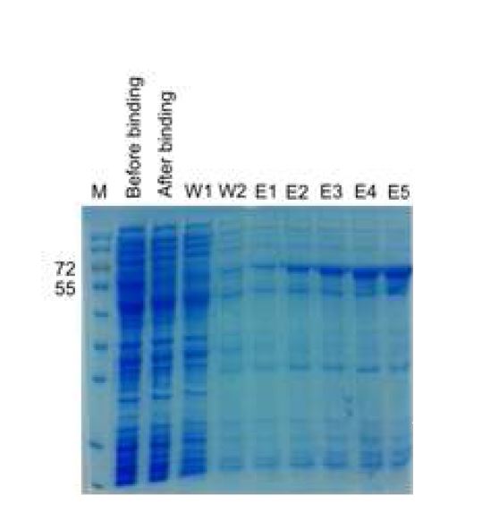 Figure 5 Expression in E. coli of the cloned RNA polymerase 3Dpol