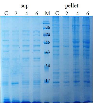 Figure 8 SDS PAGE result for the expressed RNA polymerase