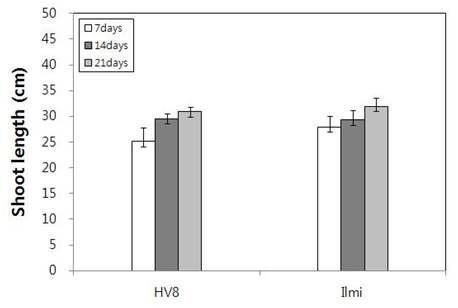 After ratooning aerial part growth of GM (CaMsrB2-8) and non-GM (Ilmi) rice.