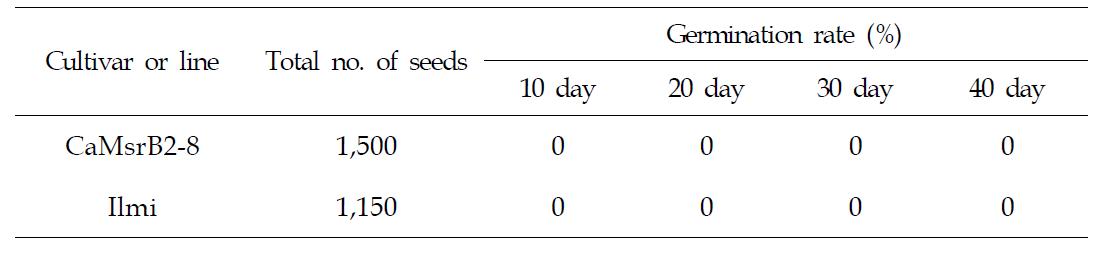 Viviparous germination of GM (CaMsrB2-8) and non-GM (Ilmi) rice.