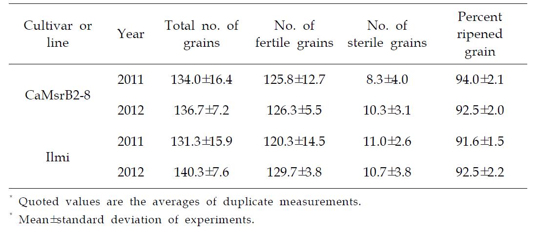 Ripened grain of GM (CaMsrB2-8) and non-GM (Ilmi) rice.