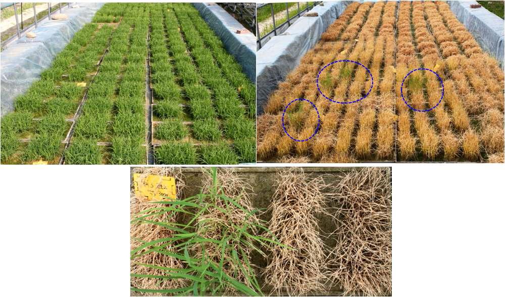 Rice seedlings before and 2 weeks after the herbicide treatment (500 seedlings/flat) (above). Detail of a glufosinate-resistant green plants (below).