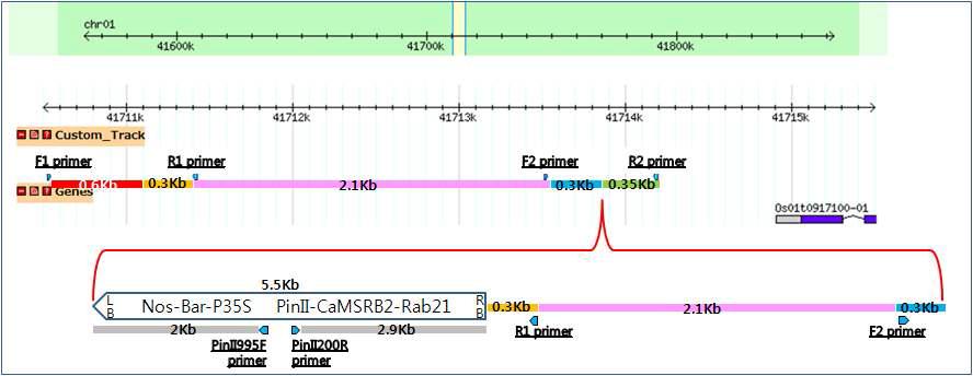 Genomic region of T-DNA insertion in the drought-resistant GM rice and position of primers designed for PCR amplification.