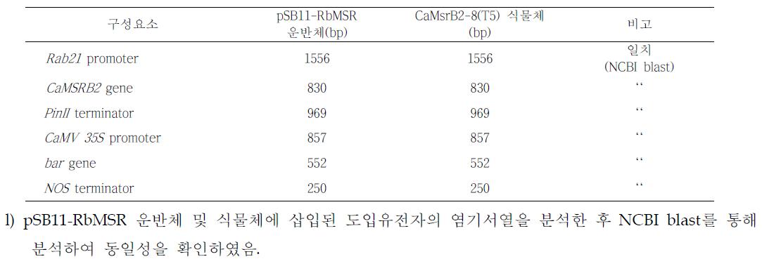 pSB11-RbMSR 운반체 및 식물체 내 도입유전자의 염기서열 비교.