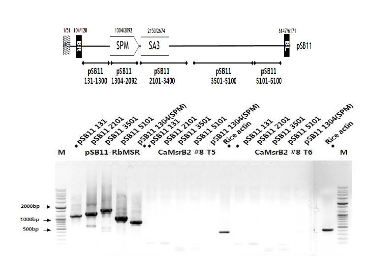 Backbone DNA 삽입 여부 검정을 위한 PCR 분석 결과.