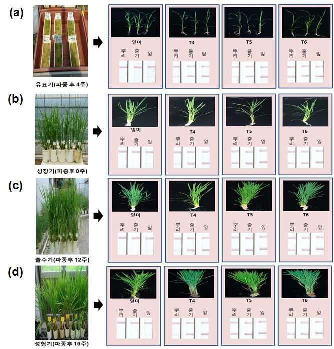 Immunostrip을 이용한 가뭄저항성 벼(CaMsrB2) 벼의 세대별 및 부위별 PAT 생성 확인.