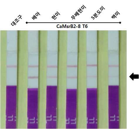 가뭄저항성 벼(CaMsrB2)의 종실에 대한 bar immunostrip 시험.