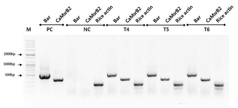 가뭄저항성 벼 CaMsrB2-8의 세대별 RT-PCR 분석.