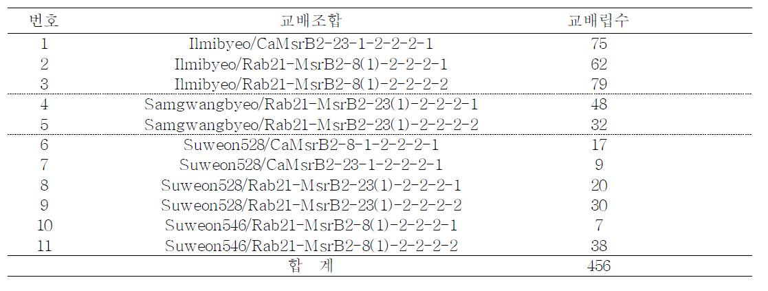 유망품종과 GM 계통간 교잡으로 육성된 F1