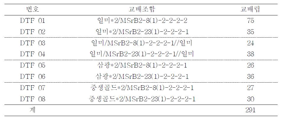 유망품종과 GM 계통간 교잡 후 반복친 BC1F1 육성 (2011년 동계)