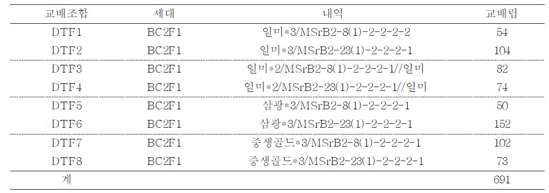 유망품종과 GM 계통간 BC1F1 대상 여교잡을 통한 BC2F1 육성 (2012년 하계)