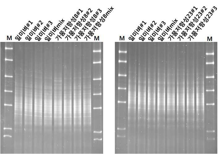 일미벼와 가뭄저항성벼 6월 근권토양 DGGE분석(V9 region)
